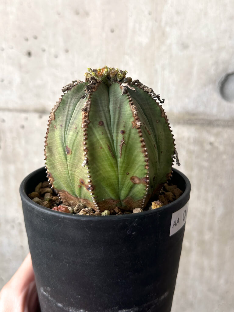 【現品限り】ユーフォルビア・オベサ 子ども付き【AA44】 Euphorbia obesa