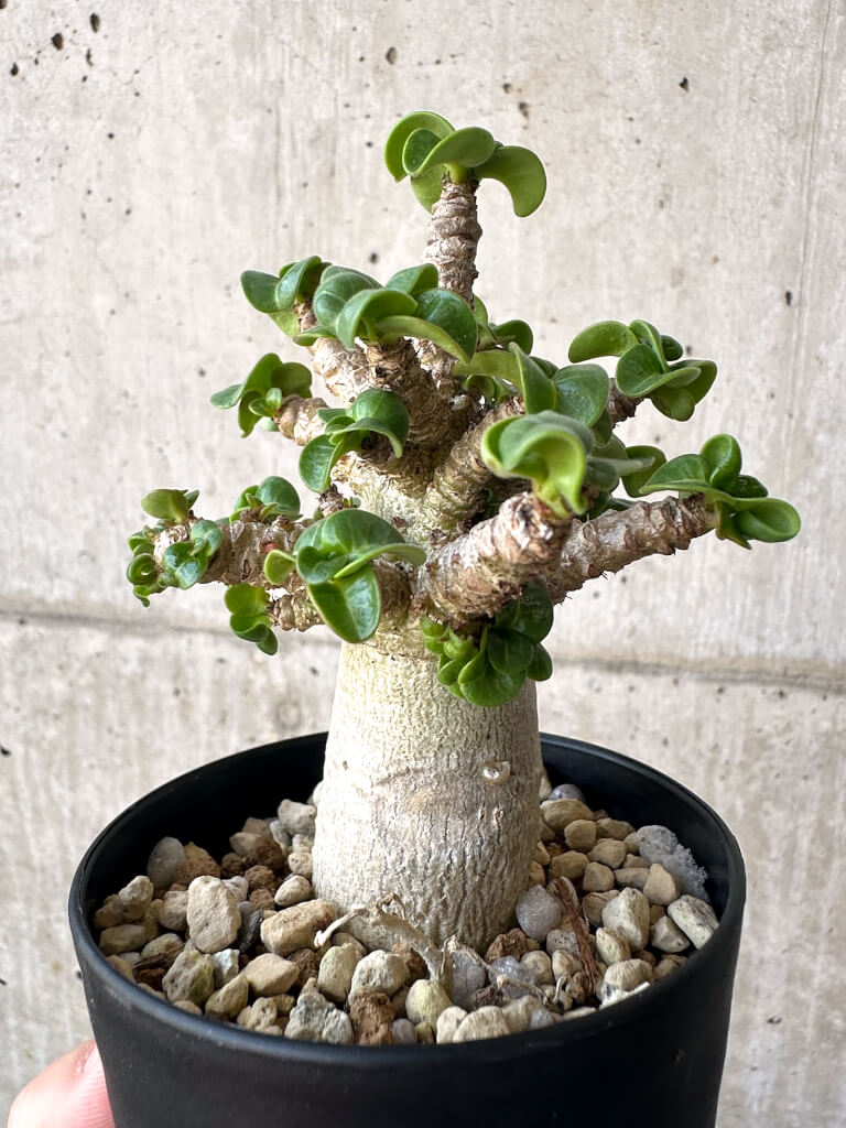 【現品限り】アデニウム・DHA 葉巻【AA6】 Adenium DHA