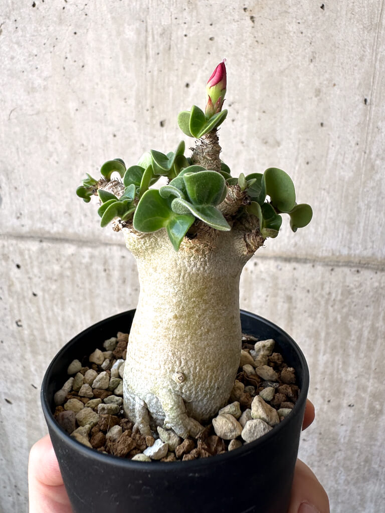 【現品限り】アデニウム・DHA 葉巻【AA7】 Adenium DHA