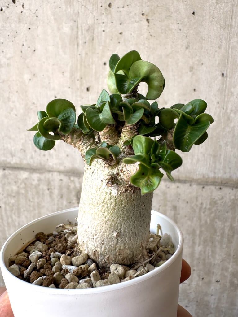 【現品限り】アデニウム・DHA 葉巻【AA8】 Adenium DHA