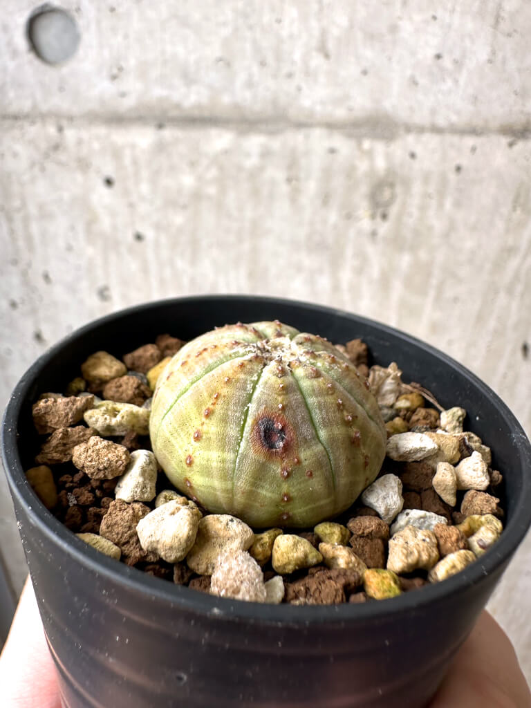 【現品限り】ユーフォルビア・オベサ【AB16】 Euphorbia obesa