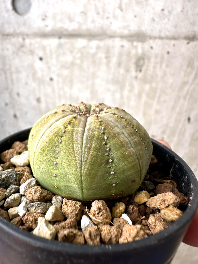 【現品限り】ユーフォルビア・オベサ【AB18】 Euphorbia obesa
