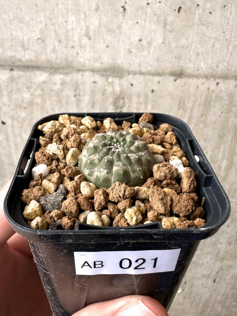 現品限り】ユーフォルビア・ギムノカリキオイデス【AB21】 Euphorbia