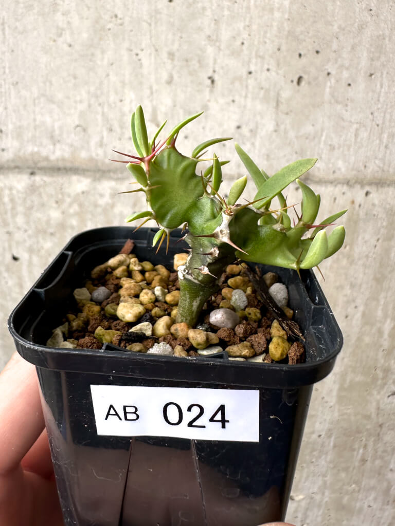 現品限り】ユーフォルビア・ムランジーナ 実生【AB24】 Euphorbia