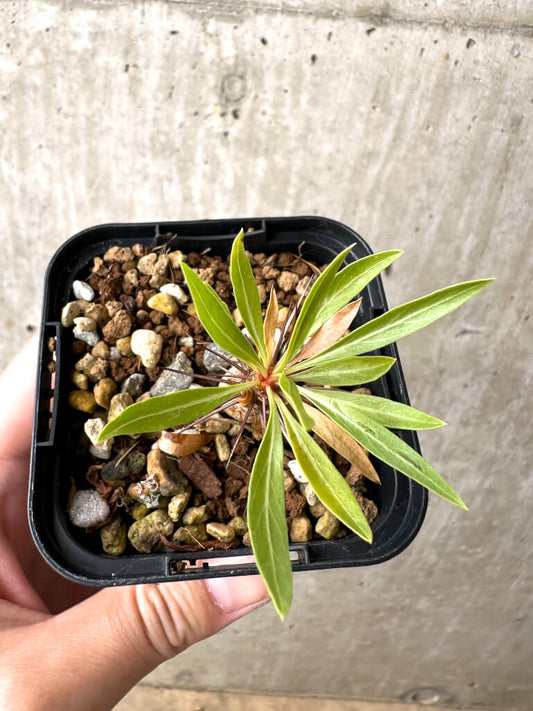 【現品限り】フォークイエリア・プルプシー【AB26】 Fouquieria purpusii