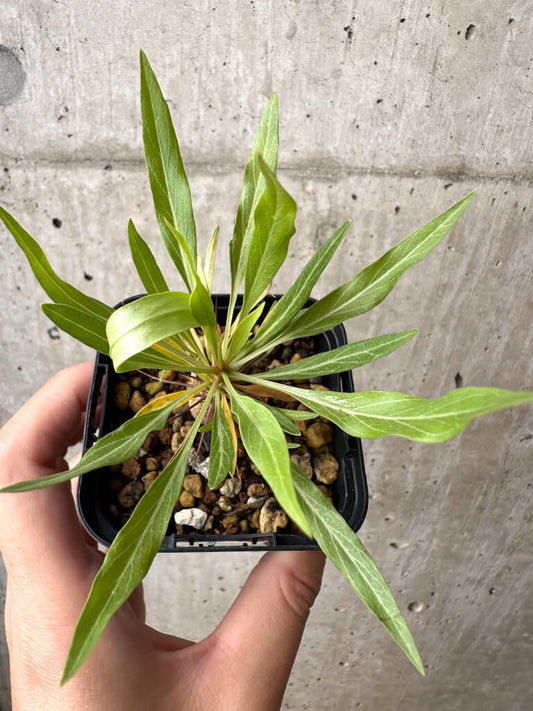 【現品限り】フォークイエリア・プルプシー【AB28】 Fouquieria purpusii