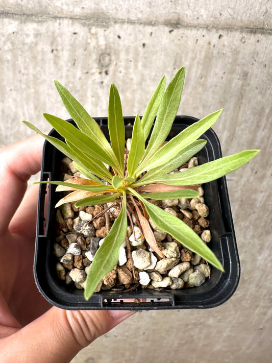 【現品限り】フォークイエリア・プルプシー【AB30】 Fouquieria purpusii