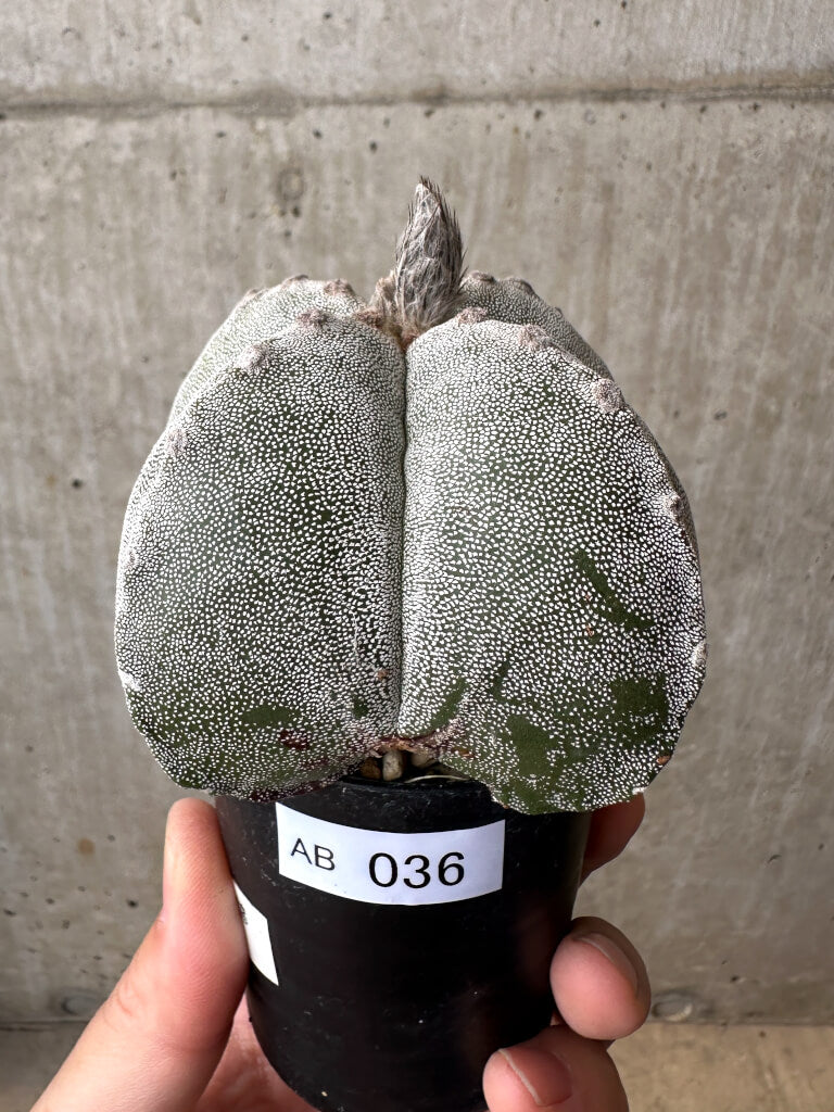 現品限り】サボテン 四角ランポー玉【AB36】 cactus 塊根植物