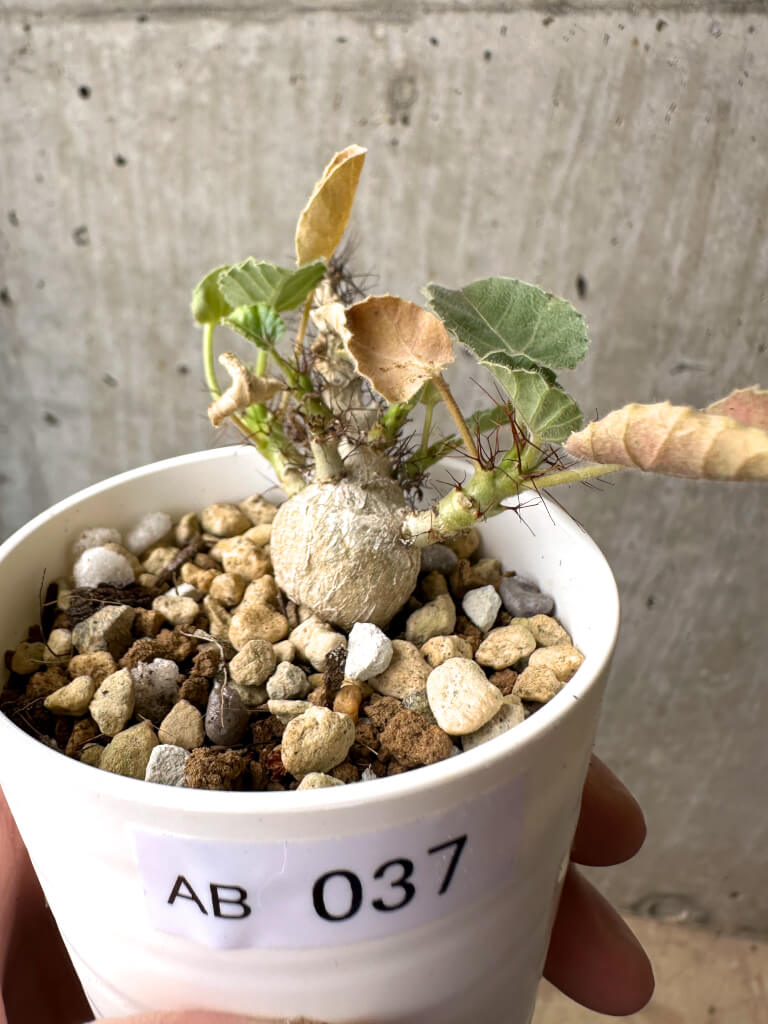 現品限り】ヤトロファ・マルギナータ【AB37】 Jatropha marginata 塊根