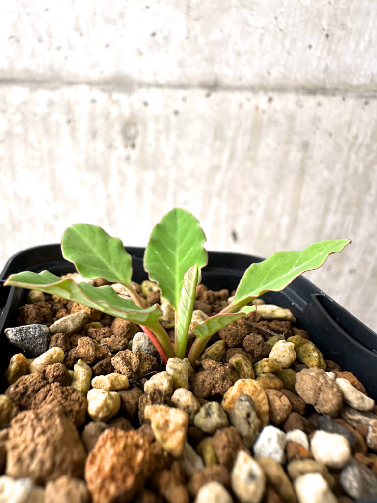【現品限り】ユーフォルビア・フィッシュボーン(スパンリンギー)【AB41】 Euphorbia fishbone