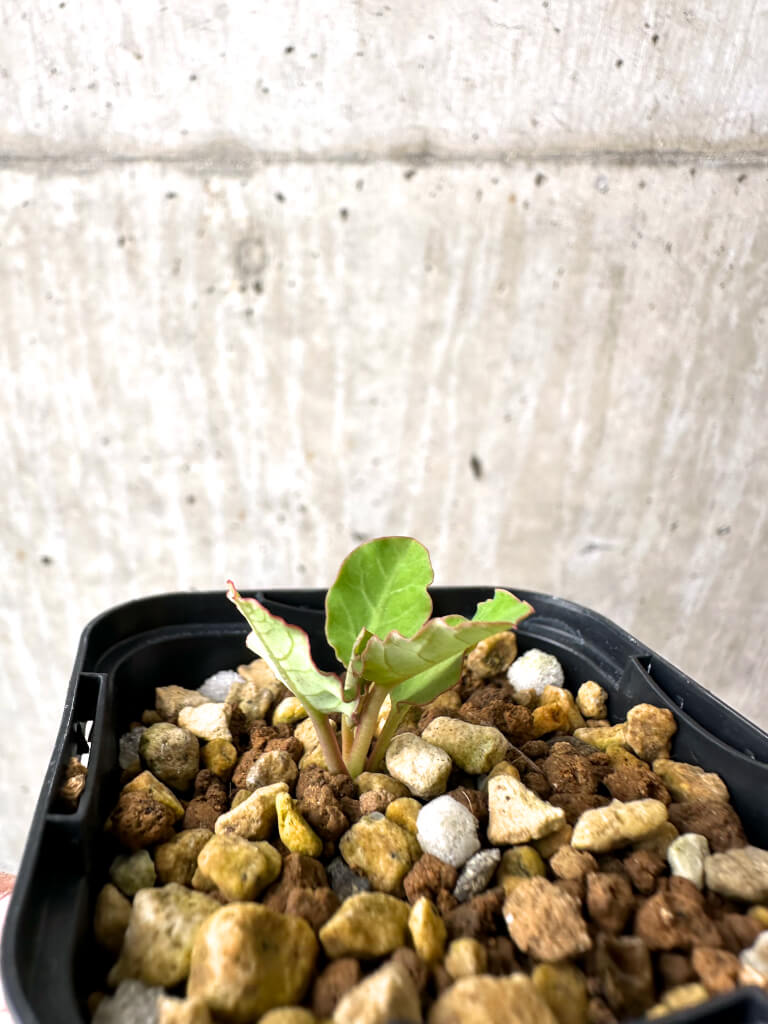 【現品限り】ユーフォルビア・フィッシュボーン(スパンリンギー)【AB43】 Euphorbia fishbone