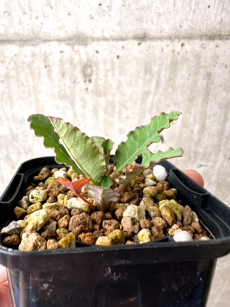 【現品限り】ユーフォルビア・フィッシュボーン(スパンリンギー)【AB45】 Euphorbia fishbone
