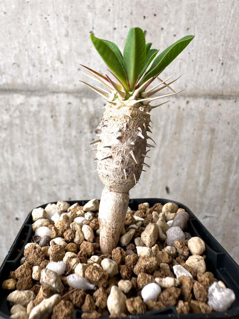 【現品限り】ユーフォルビア・ギラウミニアナ【AB46】 Euphorbia guillauminiana