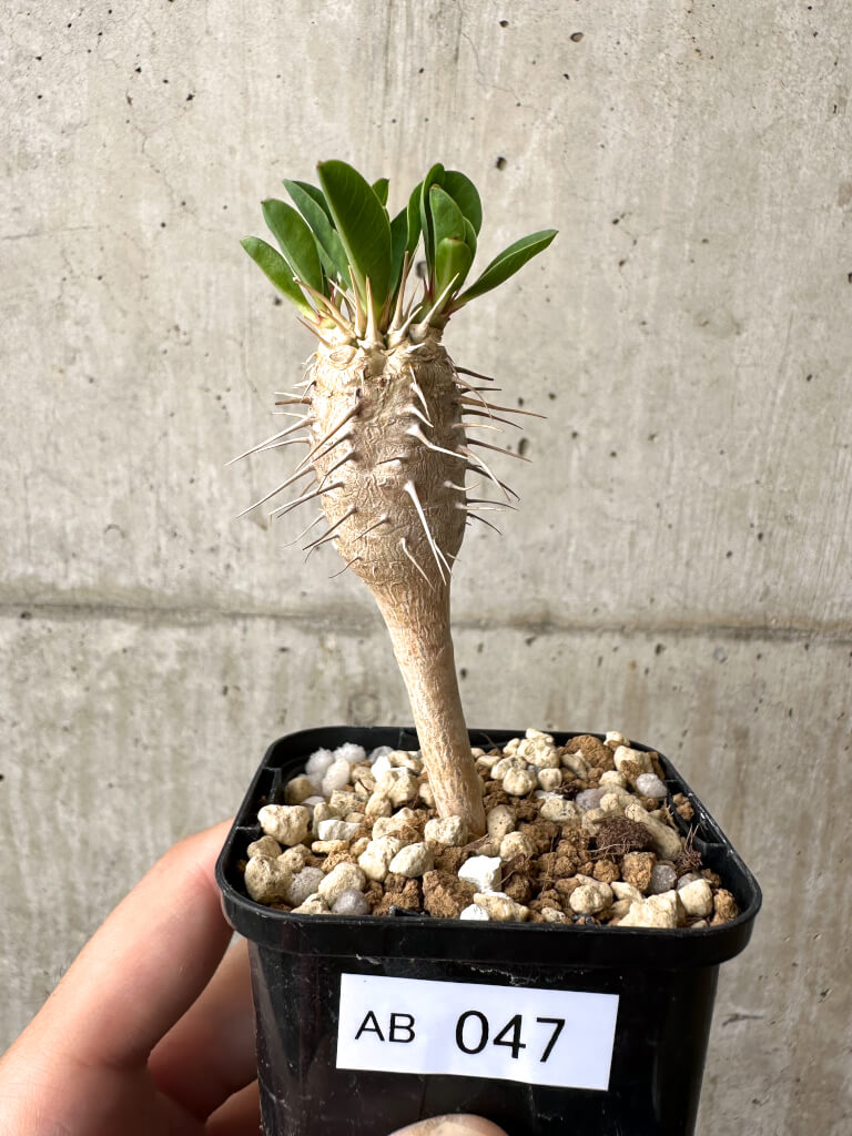 現品限り】ユーフォルビア・ギラウミニアナ【AB47】 Euphorbia