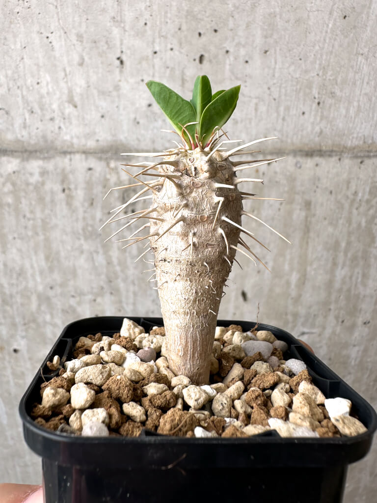 【現品限り】ユーフォルビア・ギラウミニアナ【AB48】 Euphorbia guillauminiana