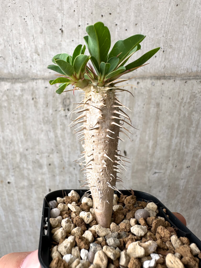 【現品限り】ユーフォルビア・ギラウミニアナ【AB49】 Euphorbia guillauminiana