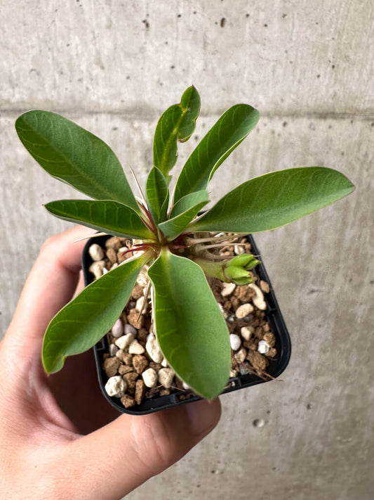 【現品限り】ユーフォルビア・ギラウミニアナ【AB50】 Euphorbia guillauminiana
