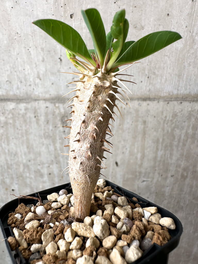 【現品限り】ユーフォルビア・ギラウミニアナ【AB50】 Euphorbia guillauminiana