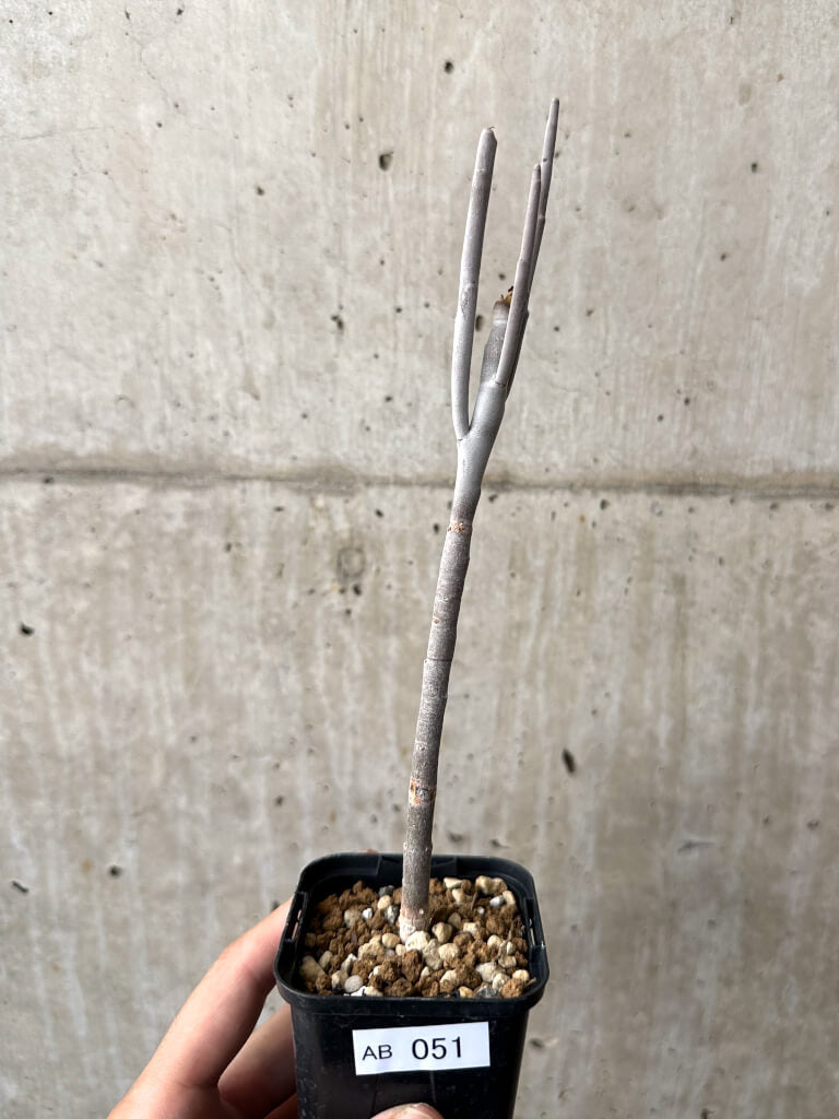 ユーフォルビア　アルブスクラ　挿木　発根済み　コーデックス　塊根植物 Sesamothamnus busseanus タンザニアから輸入した灌木系コーデックス