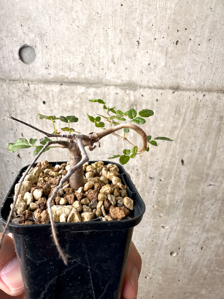 【現品限り】コミフォラ・モンストローサ【AB5】 Commiphora monstruosa