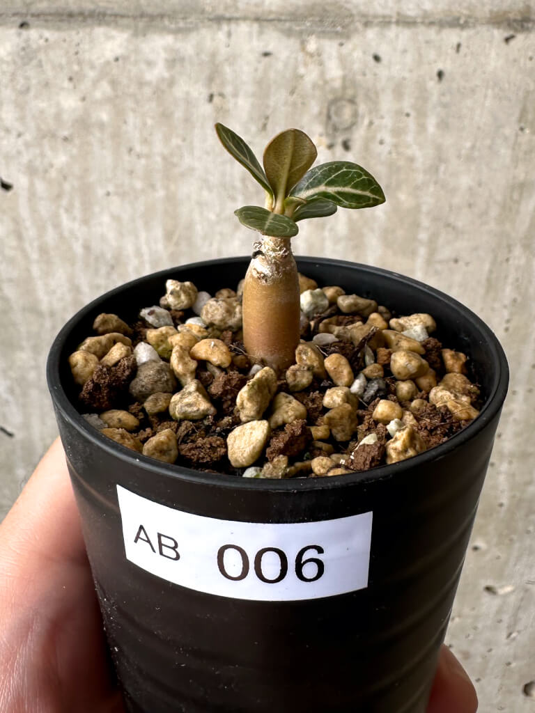 現品限り】アデニウム・ソコトラナム 実生【AB6】 Adenium socotranum