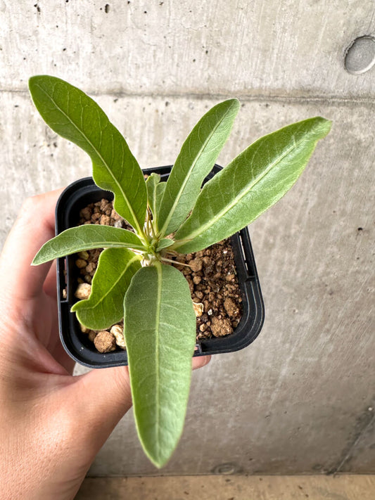 【現品限り】パキポディウム・レアリー【AB61】 Pachypodium lealii