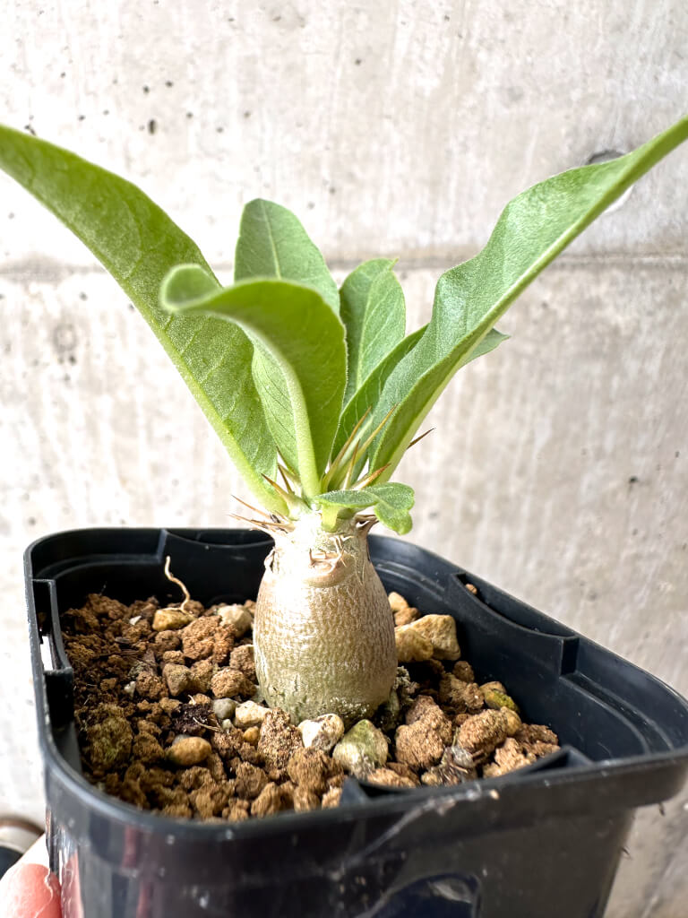 【現品限り】パキポディウム・レアリー【AB61】 Pachypodium lealii