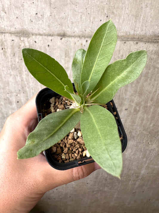 【現品限り】パキポディウム・レアリー【AB62】 Pachypodium lealii