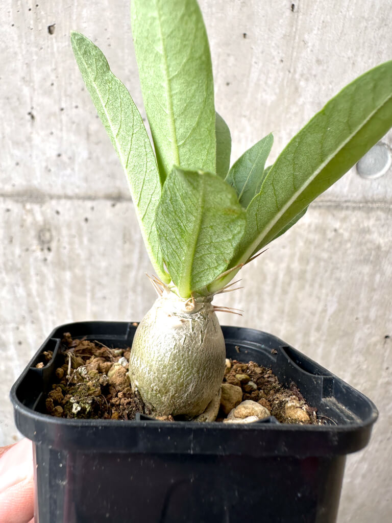 【現品限り】パキポディウム・レアリー【AB62】 Pachypodium lealii