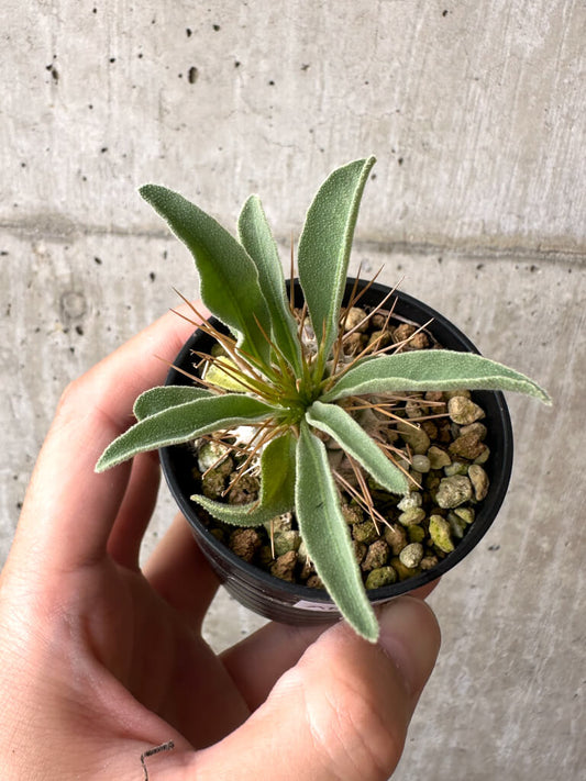 【現品限り】パキポディウム・ナマクアナム 光堂【AB63】 Pachypodium namaquanum