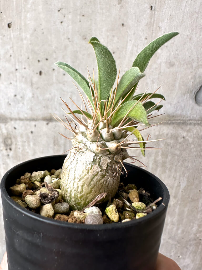 【現品限り】パキポディウム・ナマクアナム 光堂【AB63】 Pachypodium namaquanum