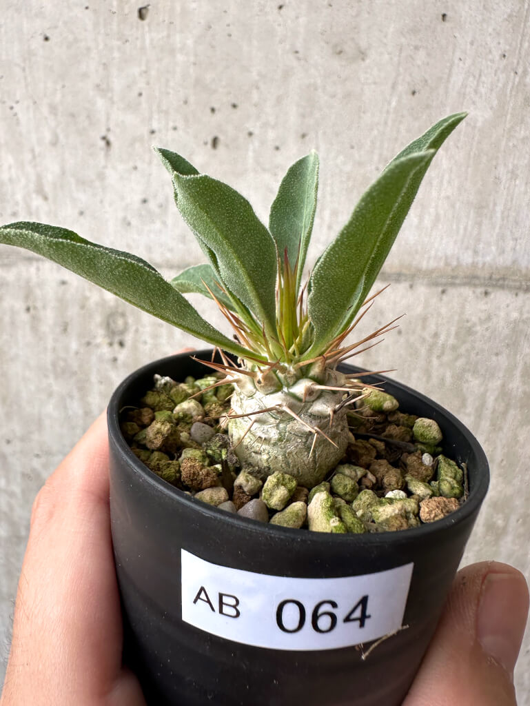 現品限り】パキポディウム・ナマクアナム 光堂【AB64】 Pachypodium