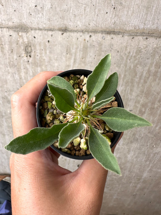【現品限り】パキポディウム・ナマクアナム 光堂【AB64】 Pachypodium namaquanum