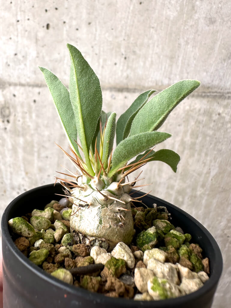 【現品限り】パキポディウム・ナマクアナム 光堂【AB64】 Pachypodium namaquanum