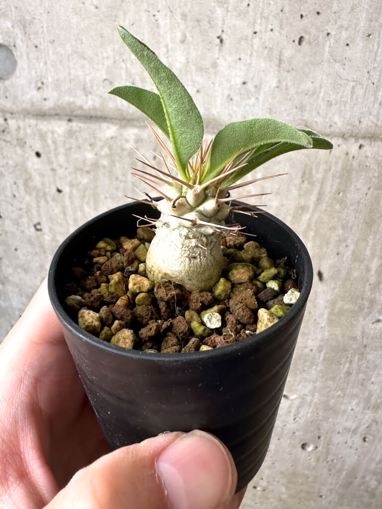 【現品限り】パキポディウム・ナマクアナム 根本傷あり【AB65】 Pachypodium namaquanum