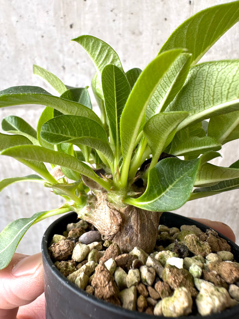 【現品限り】パキポディウム・ウィンゾリー 実生【AB66】 Pachypodium windsorii