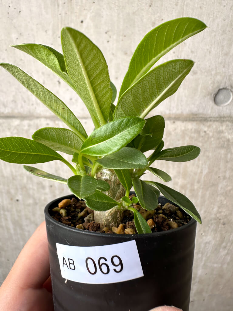 現品限り】パキポディウム・ウィンゾリー 実生【AB69】 Pachypodium