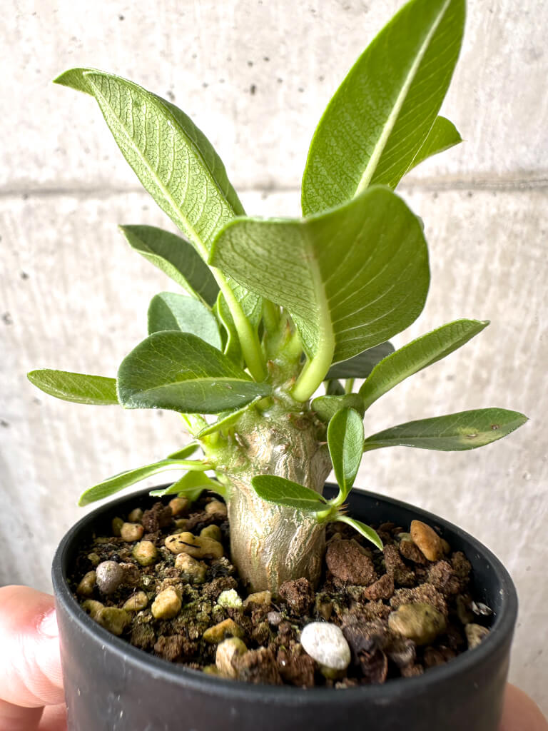 【現品限り】パキポディウム・ウィンゾリー 実生【AB69】 Pachypodium windsorii