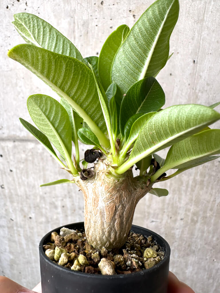 【現品限り】パキポディウム・ウィンゾリー 実生【AB70】 Pachypodium windsorii
