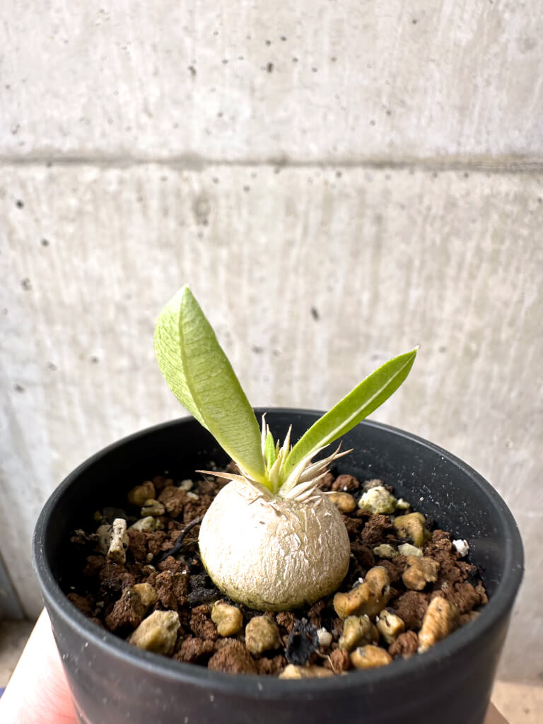【現品限り】パキポディウム・エニグマチカム【AB72】 Pachypodium enigmaticum