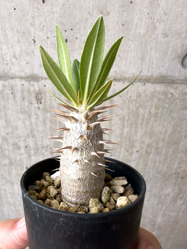 【現品限り】パキポディウム・ロスラーツム 実生【AB77】 Pachypodium rosulatum