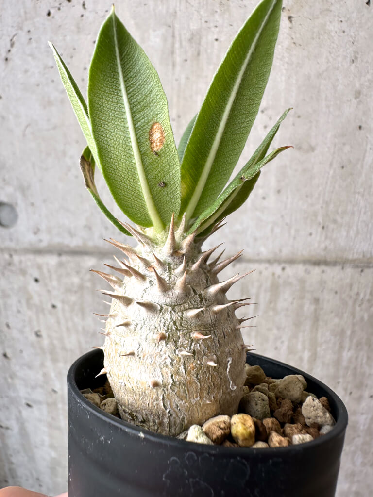 【現品限り】パキポディウム・ロスラーツム 実生【AB78】 Pachypodium rosulatum