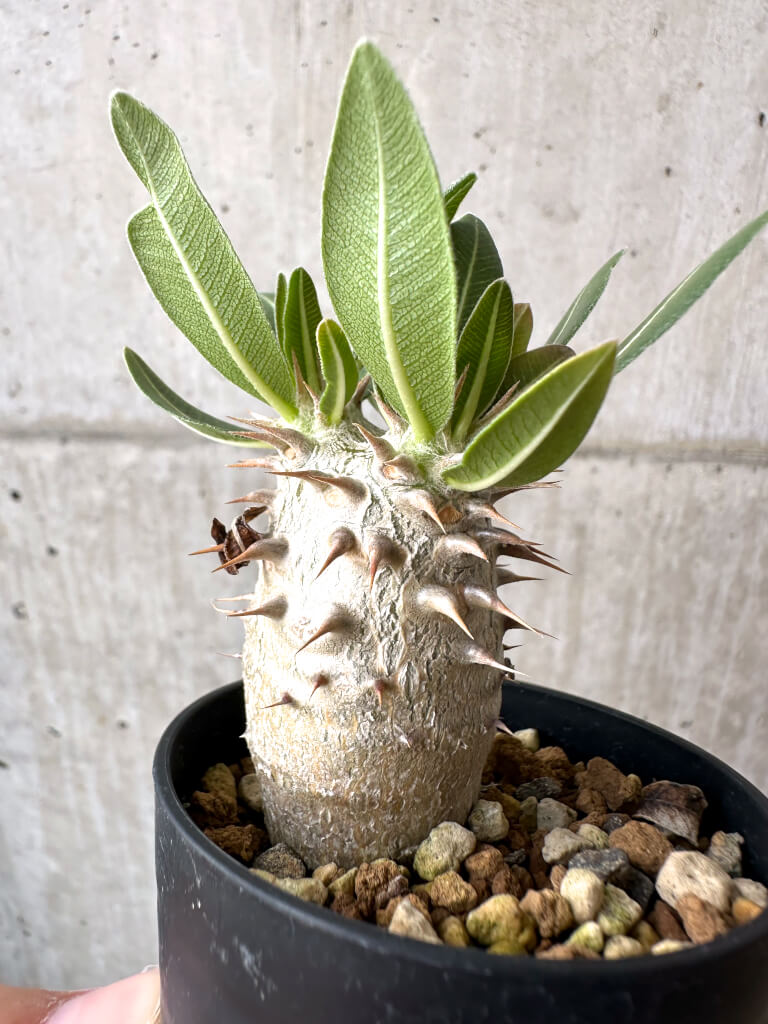 【現品限り】パキポディウム・ロスラーツム 実生【AB79】 Pachypodium rosulatum
