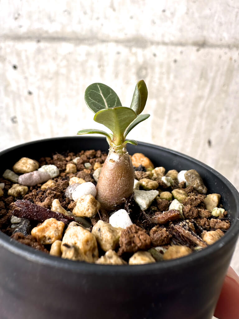 【現品限り】アデニウム・ソコトラナム 実生【AB7】 Adenium socotranum