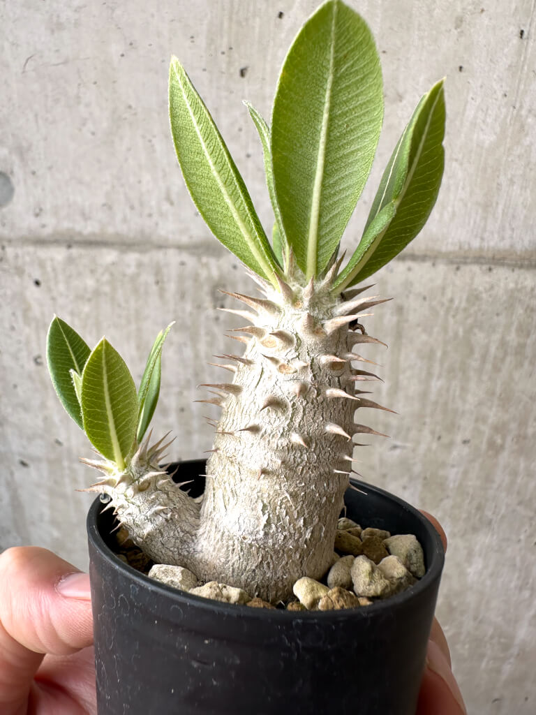 【現品限り】パキポディウム・ロスラーツム 実生【AB80】 Pachypodium rosulatum
