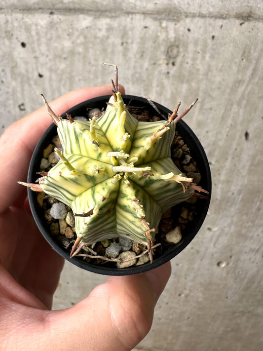 【現品限り】ユーフォルビア・メロフォルミス錦【AB8】 Euphorbia meloformis f. variegata