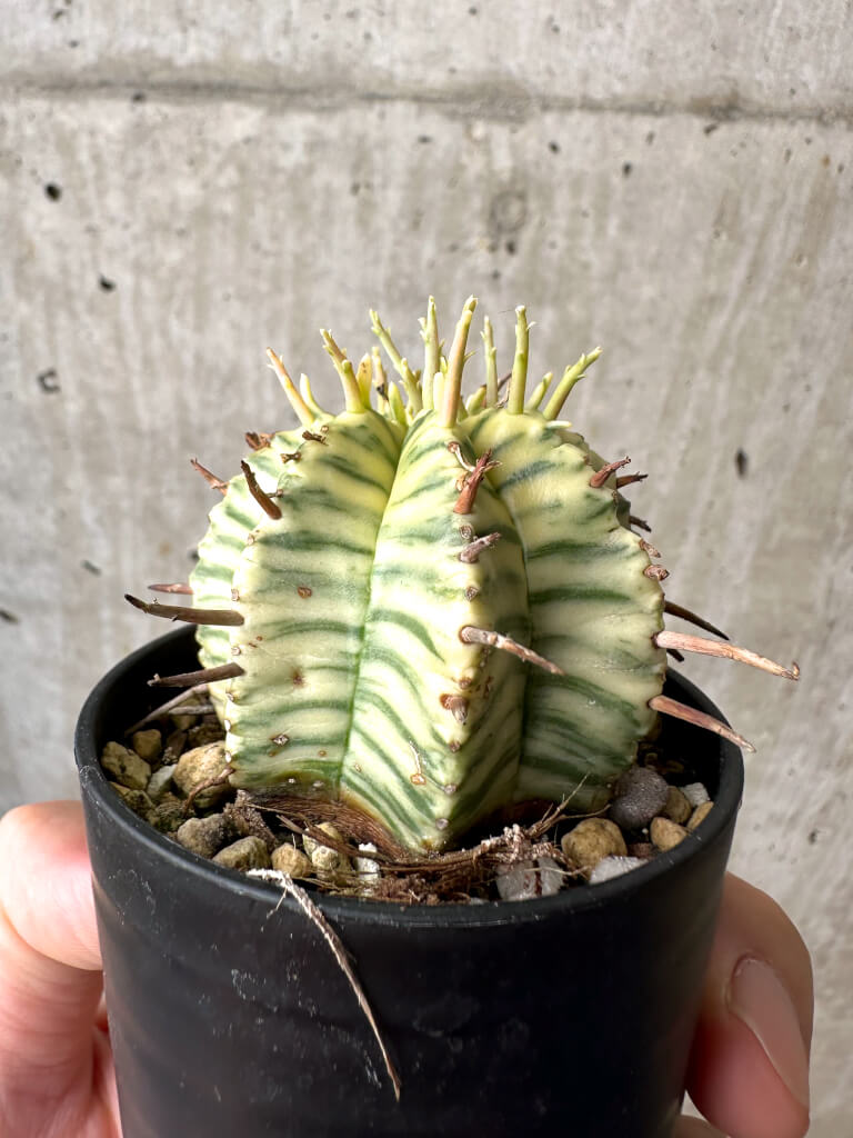 【現品限り】ユーフォルビア・メロフォルミス錦【AB8】 Euphorbia meloformis f. variegata