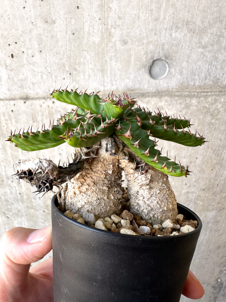 【現品限り】ユーフォルビア・ステラータ 飛竜【AC24】 Euphorbia stellata