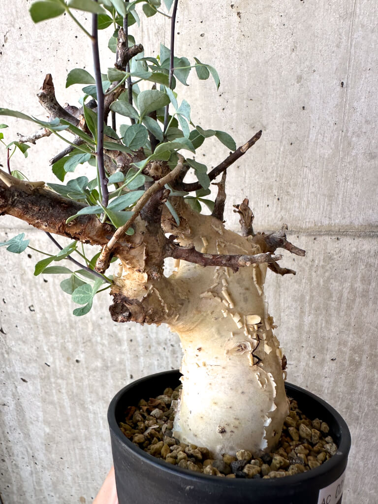 【現品限り】コミフォラ・カタフ ソマリア ピュア 現地株 発根済み【AC26】 Commiphora kataf Somalia