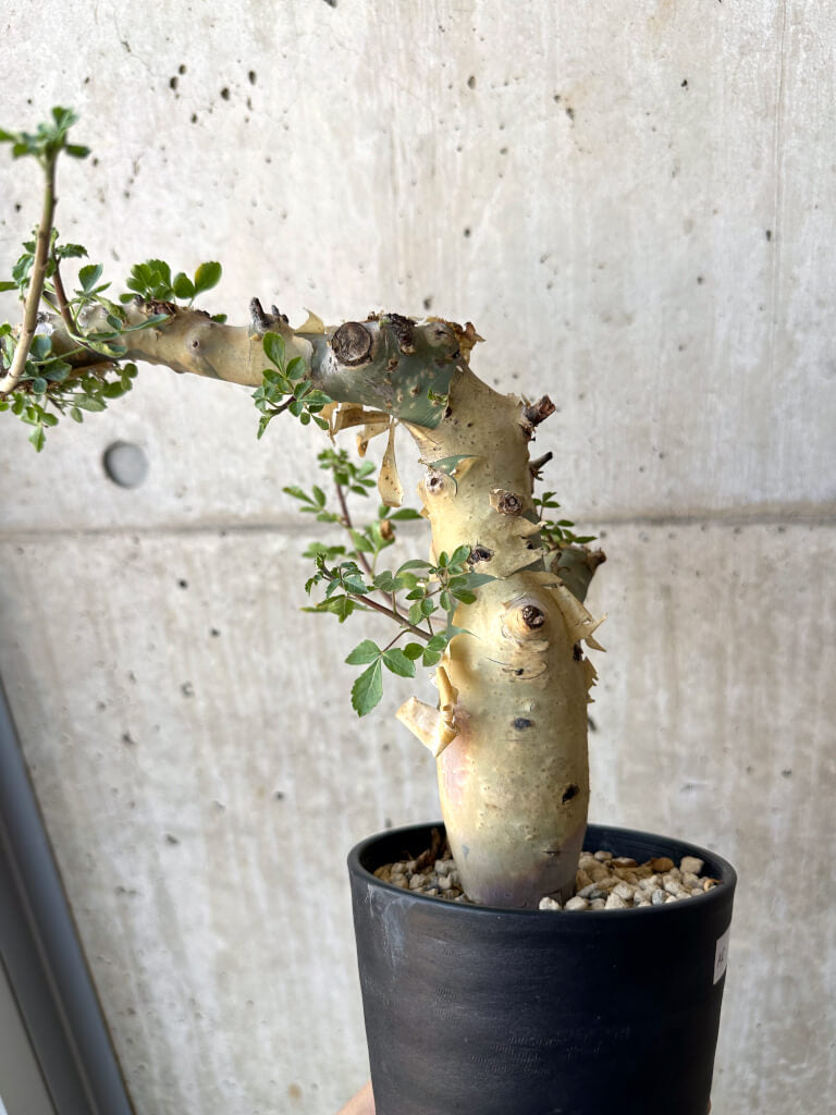 【現品限り】コミフォラ・カタフ ターカネンシス 現地株 発根済み【AC27】 Commiphora kataf turkanensis